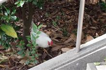 久々の大阪南港野鳥園…他 久々の大阪南港野鳥園…他