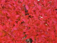 近場の紅葉、鞍ヶ池公園（鞍ヶ池ＰＡ）