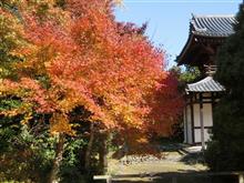 山口県　萩市　東光寺の紅葉