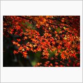 紅葉も本番か