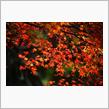 紅葉も本番か