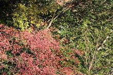 紅葉と照葉樹