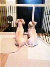 愛犬２匹の思い出　その１　「びーさん」「らーちゃん」