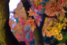 神戸市立 森林植物園の紅葉🍁＆ポートタワー