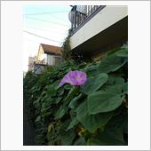 ○○咲き