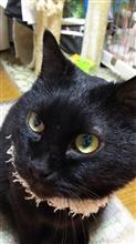一応、女です 一応、女です