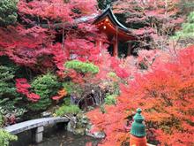 秋の京都観光（街中の隠れ名所編）
