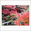 秋の京都観光（街中の隠れ名所編）