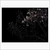 週末、好天だったためか