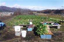 菜っ葉採り13日目 