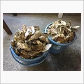 焼き牡蠣 食べ放題