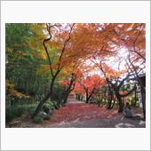 岐阜　大垣市周辺の紅葉のお城 ...