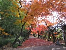 岐阜 大垣市周辺の紅葉のお城巡り(1) 岐阜 大垣市周辺の紅葉のお城巡り(1)