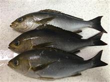 寒イサキ・・・撃沈の巻