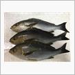 寒イサキ・・・撃沈の巻