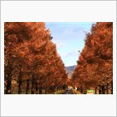 写活『メタセコイア並木(紅葉 ...