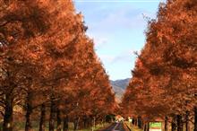 写活『メタセコイア並木(紅葉)』