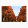 写活『メタセコイア並木(紅葉)』