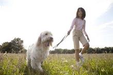 日本人は犬の糞すら持ち帰る！中国人が見た日本と日本人の姿＝中国 