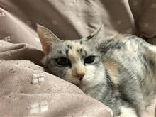 良いお天気です
