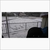 予報通りの雪