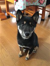 新しい家族が増えたので…