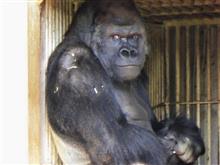 東山動物園(名古屋市)