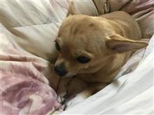 レモンちゃん　その9