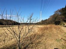 冬晴れウォーキング🎶