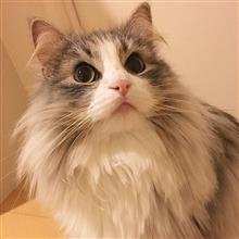 ノルウェージャンフォレストキャット🎵 (猫ブログ) ノルウェージャンフォレストキャット🎵 (猫ブログ)