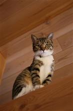 たまには、ねこ