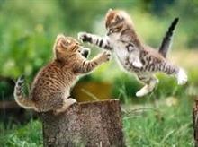 「　猫　の　戦　い　」　～