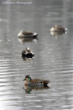 今年最後のトリ・・・鳥撮り♪ 今年最後のトリ・・・鳥撮り♪