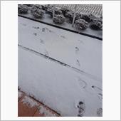 雪降ってる！！！