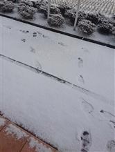 雪降ってる！！！ 