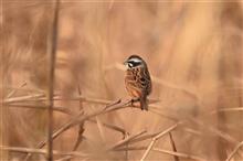 葦原の野鳥 (ハイイロチュウヒ♀) 葦原の野鳥 (ハイイロチュウヒ♀)