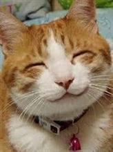 猫、犬、防寒用物資の支援...協力します 【拡散希望】 猫、犬、防寒用物資の支援...協力します 【拡散希望】