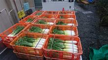 年内最後の大根出荷でした🎵