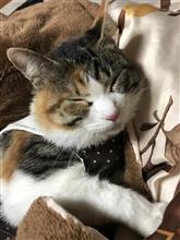 幸運の招き猫