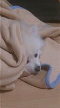 一年の計は元旦にあり