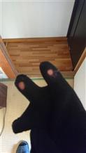 正月休みの特番祭りで見たいものも特に無いから暇やしと