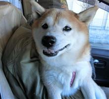 柴年には柴分を補給しないとね。