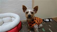 １月４日、オヤスミ🌕なちゃーい🐶😪