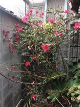 今年もよろしくです