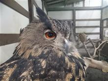 富士花鳥園のかわいい鳥たち！