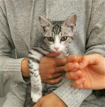 にゃんカラ始めます(=^ェ^=)