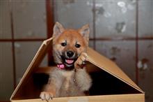 実は年末に・・・・