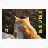 今週は…