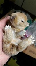 ③🐰ネザーランドのRinちゃんの赤ちゃんが、生まれてました。 ③🐰ネザーランドのRinちゃんの赤ちゃんが、生まれてました。