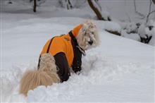 今シーズン初の雪遊び(*^_^*)